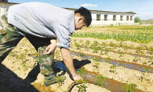 肉牛養(yǎng)殖戶正在使用沼渣沼液抽排機(jī)抽取牛糞水灌溉菜地